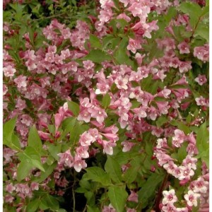 Weigelie Stelzneri 60-80cm - Weigela florida