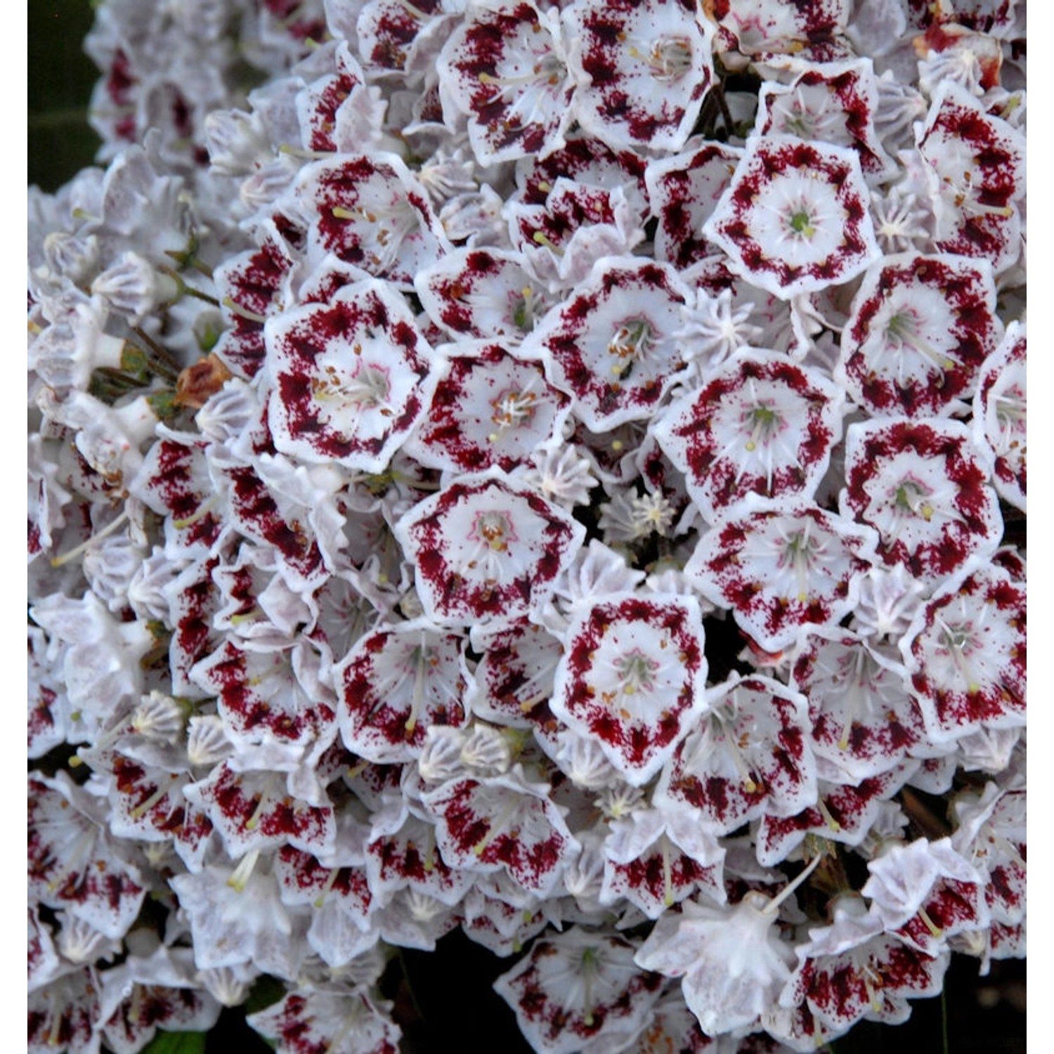 Großer Berglorbeer Nani 40-50cm - Kalmia latifolia günstig online kaufen