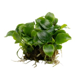 Stoffels Aquariumpflanze Schismatoglottis prietoi mit grünen, glatten Blättern.