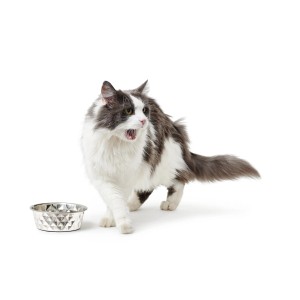 Katze geht zu Hunter Edelstahlnapf Namy 0,35 l. Hundenapf mit Kachel-Design.