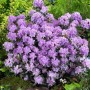 Blühender Zwerg-Rhododendron Impeditum Ramapo mit lila Blüten im Garten.