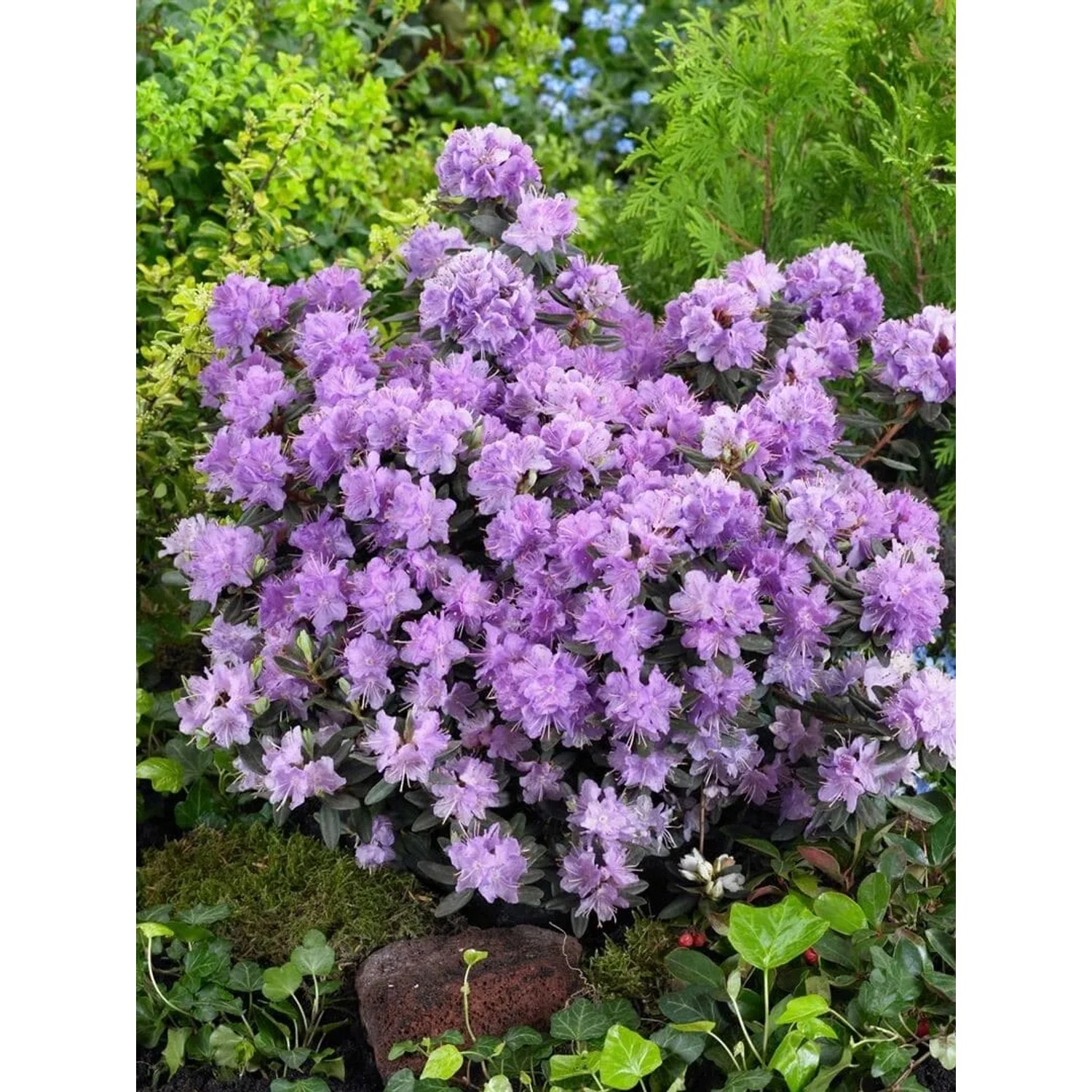 Blühender Zwerg-Rhododendron Impeditum Ramapo mit lila Blüten im Garten.
