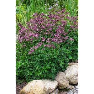 Rubinrote Große Sterndolde (Astrantia Major Ruby Wedding) im Gartenbeet. Blühende Staude mit grünen Blättern.