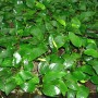 Dennerle Aquariumpflanze Anubias Barteri Var. Nana mit grünen Blättern.