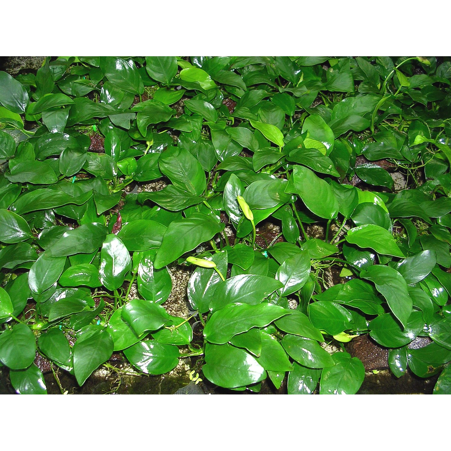 Dennerle Aquariumpflanze Anubias Barteri Var. Nana mit grünen Blättern.