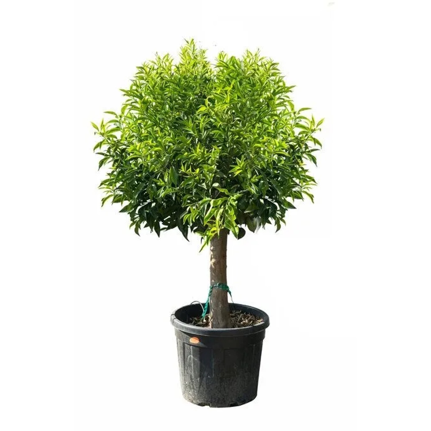 Sunny-Tree Mandarinenbaum Citrus Reticulata 20 Jahre Alt 180 cm Hoch Obstbaum für Garten und Terrasse