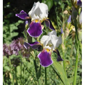 Nahaufnahme der zweifarbigen Schwertlilie Wabash (Iris barbata) mit weißen und violetten Blütenblättern.