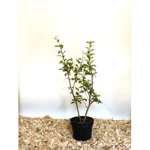 Baumfink Wildapfel im Topf, ca. 100-150cm hoch, mit grünen Blättern.