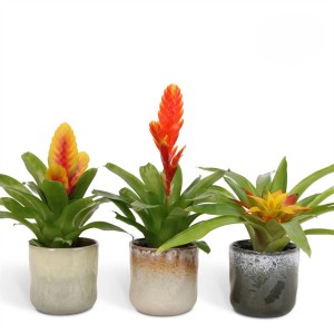 Drei Bromelien im Keramiktopf mit farbigen Blütenständen, Sortenauswahl.