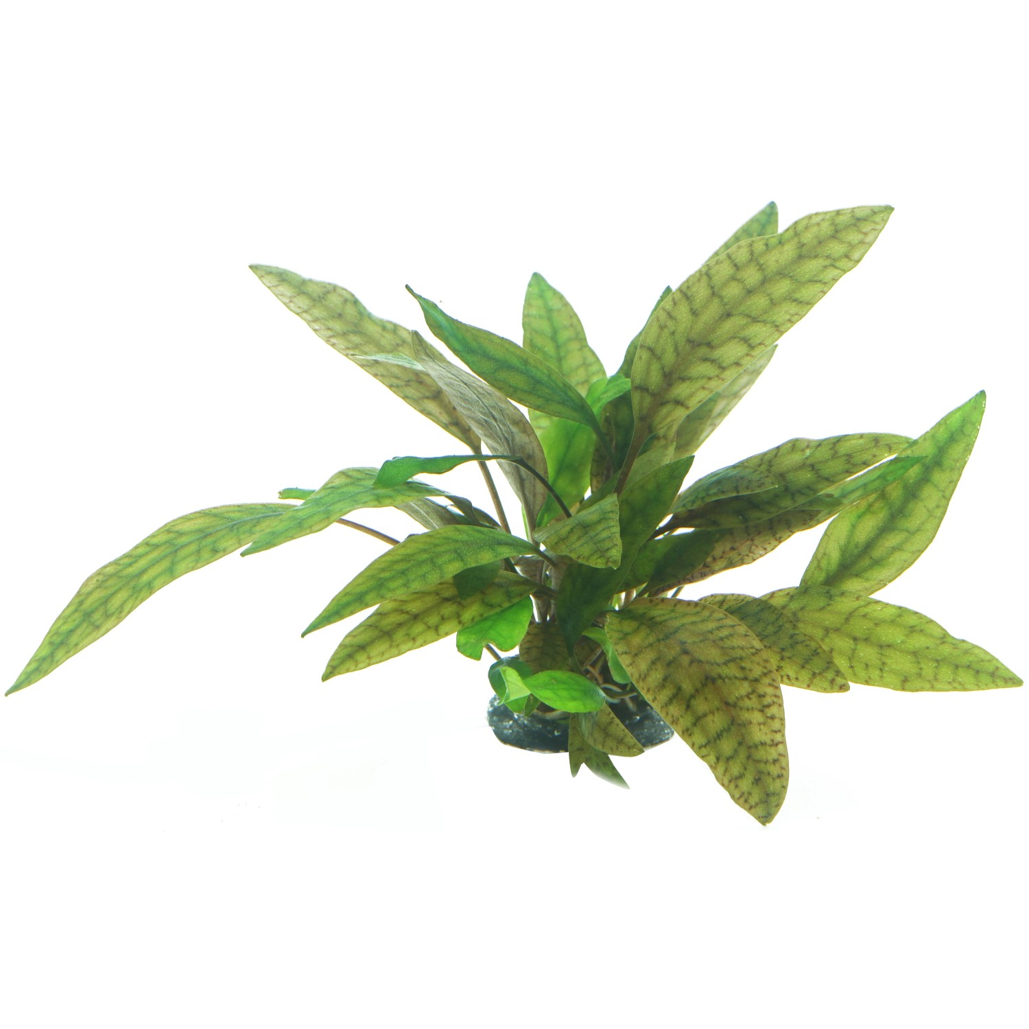 Dennerle Plants Aquariumpflanze Cryptocoryne X Pupurea In-Vitro