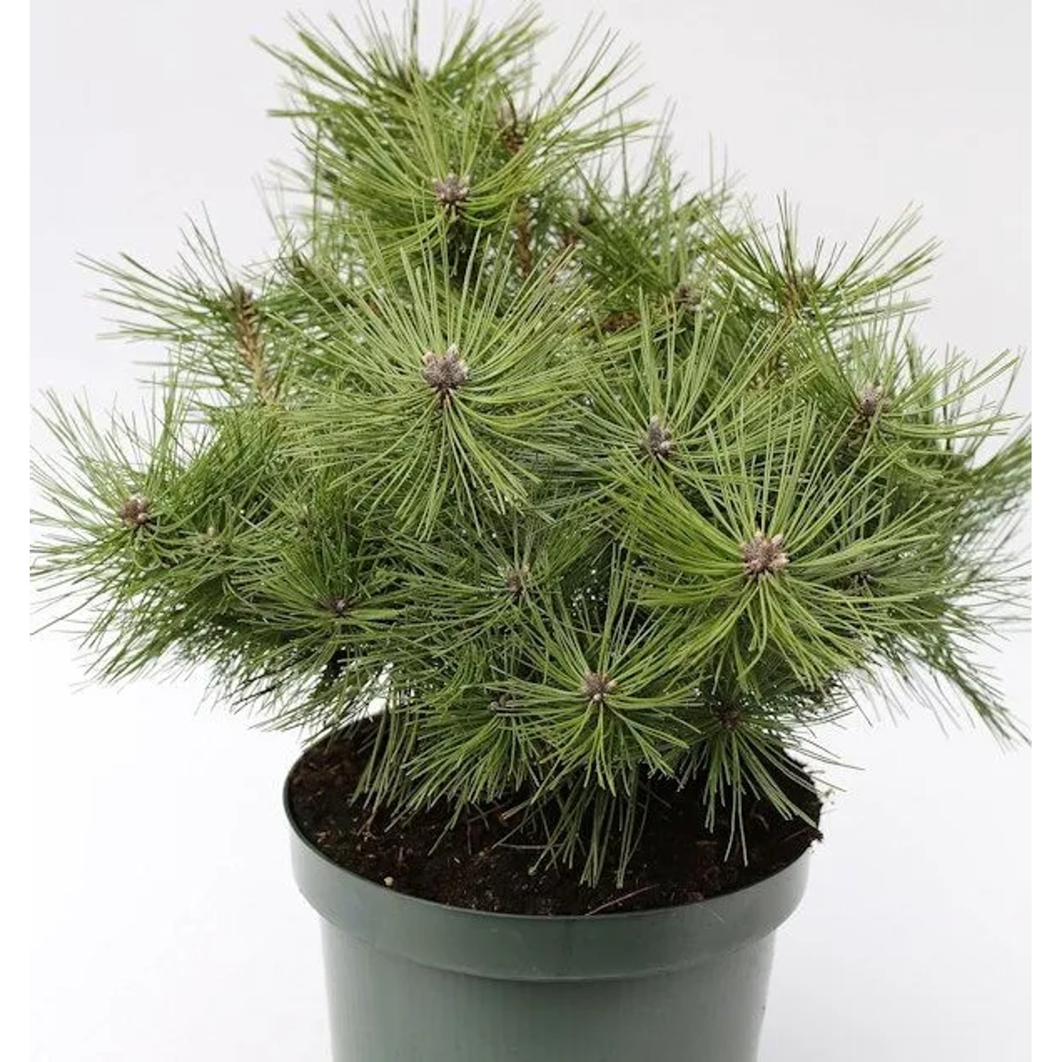 Japanische Rotkiefer Jane Kluis 20-25cm - Pinus densiflora