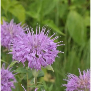 Nahaufnahme der lilafarbenen Blüte einer Bergamot Indianernessel Staude.