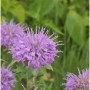 Nahaufnahme der lilafarbenen Blüte einer Bergamot Indianernessel Staude.