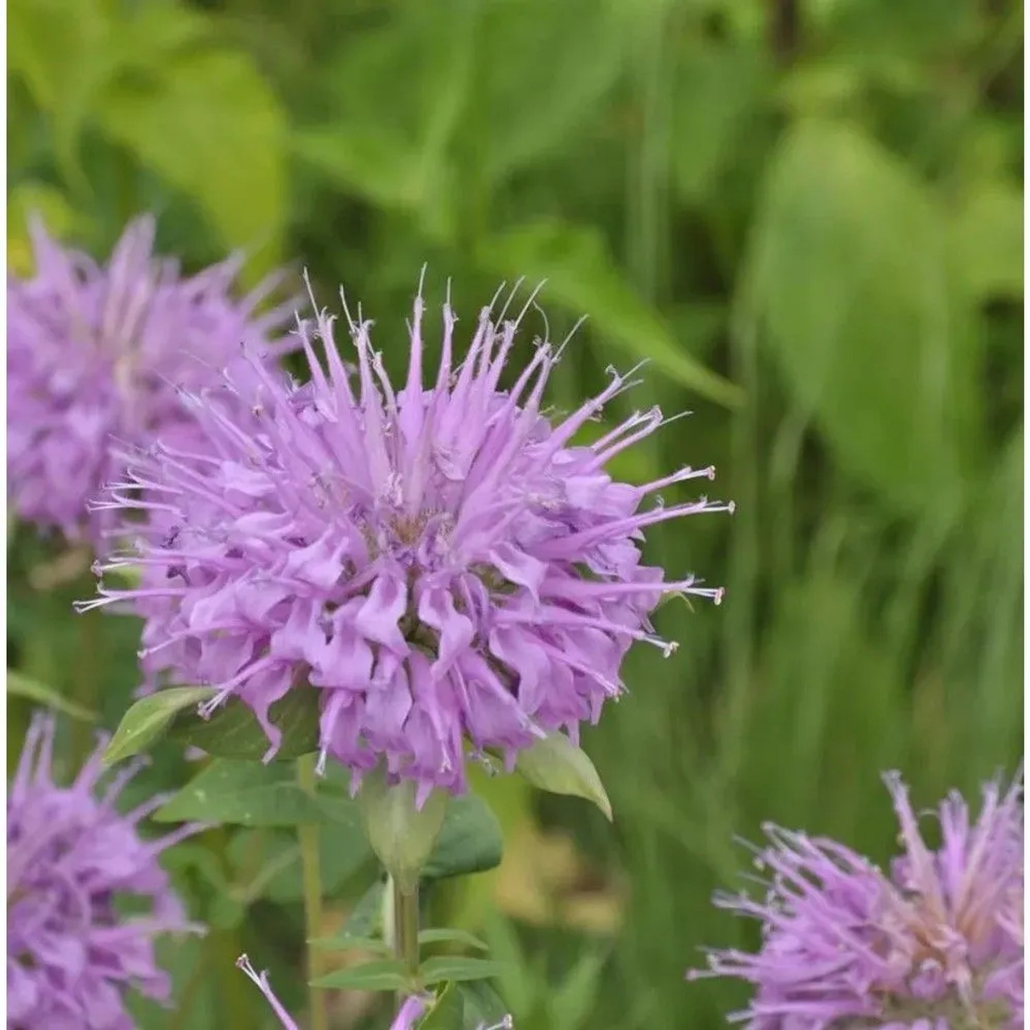 Bergamot Indianernessel - Monarda fistulosa
