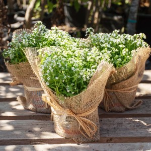 Drei Pflanzen mit weißen Blüten im Jute-Gewebe als Winterschutz, Kategorie: Gartenzubehör.
