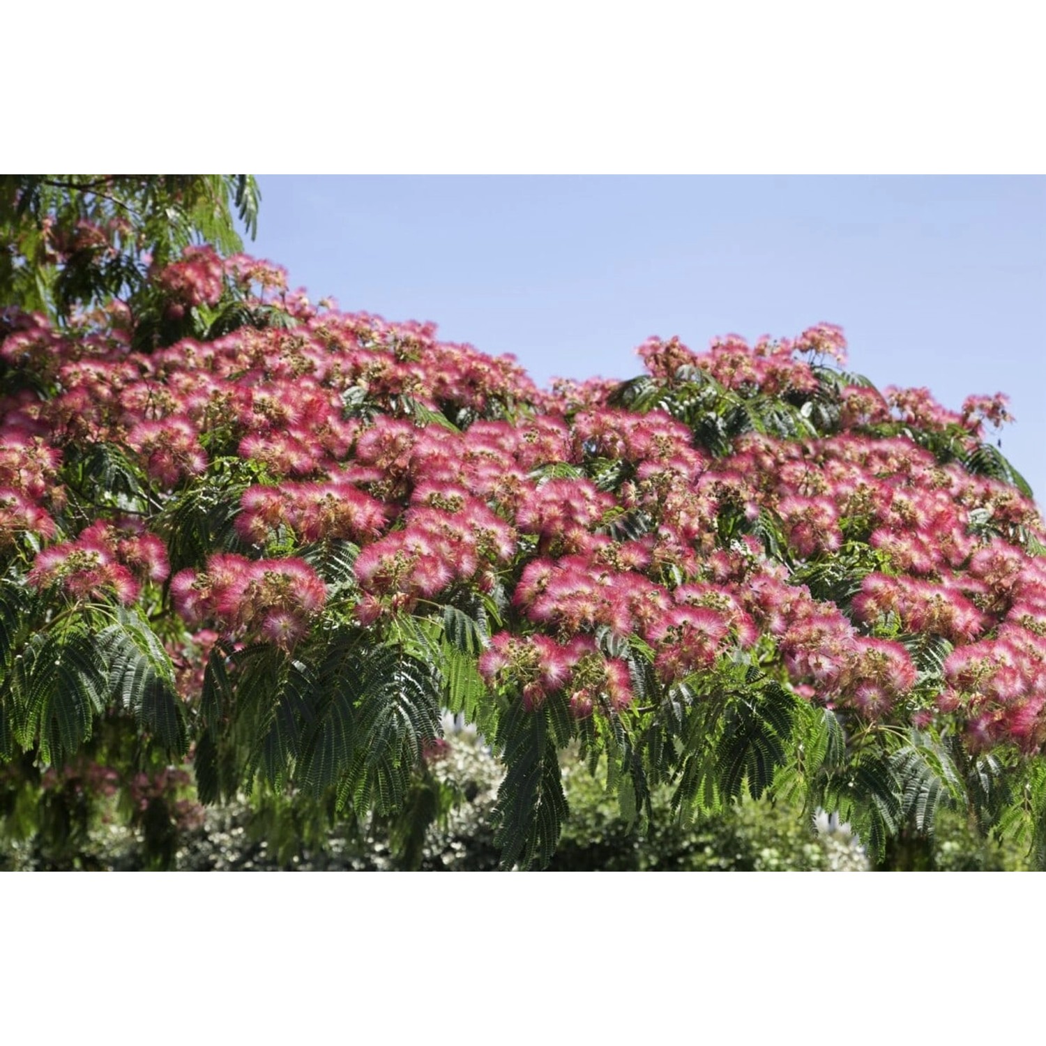 Albizia Julibrissin Ombrella Seidenbaum 40–60 cm günstig online kaufen