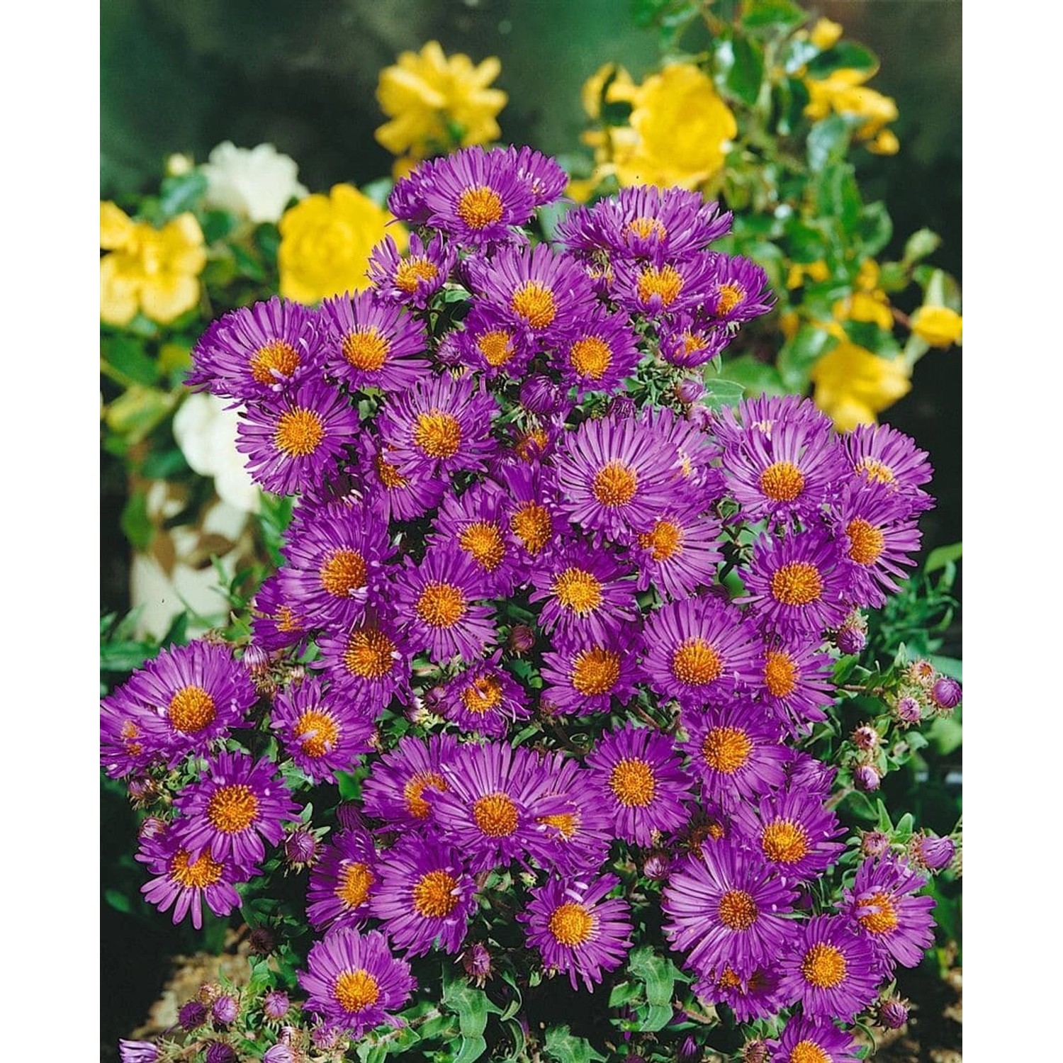 Aster Novae-angliae Violetta Neuengland Aster Ca. 9x9 cm Topf günstig online kaufen