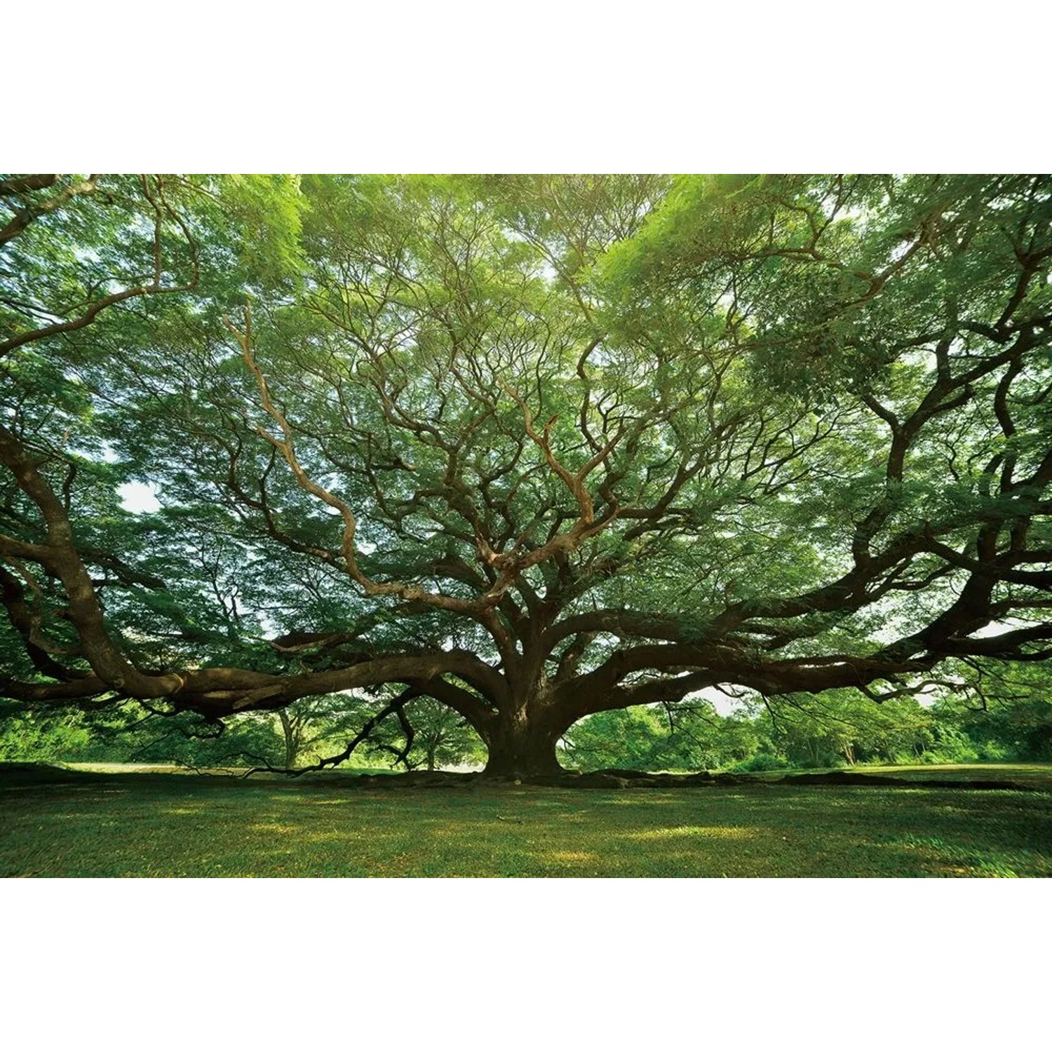 Art Universe Glasbilder Gigantischer Baum 100 x 150 cm
