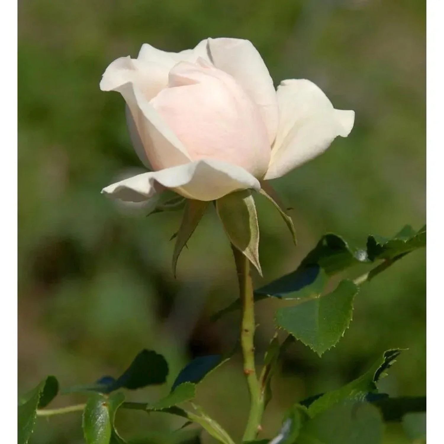 Floribundarose Dietrich Woessner 30-60cm