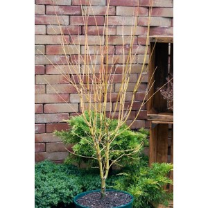Acer Palmatum Going Green, ein Japanischer Ahorn im Topf, mit grünen Blättern und zarten Ästen.