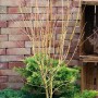 Acer Palmatum Going Green, ein Japanischer Ahorn im Topf, mit grünen Blättern und zarten Ästen.