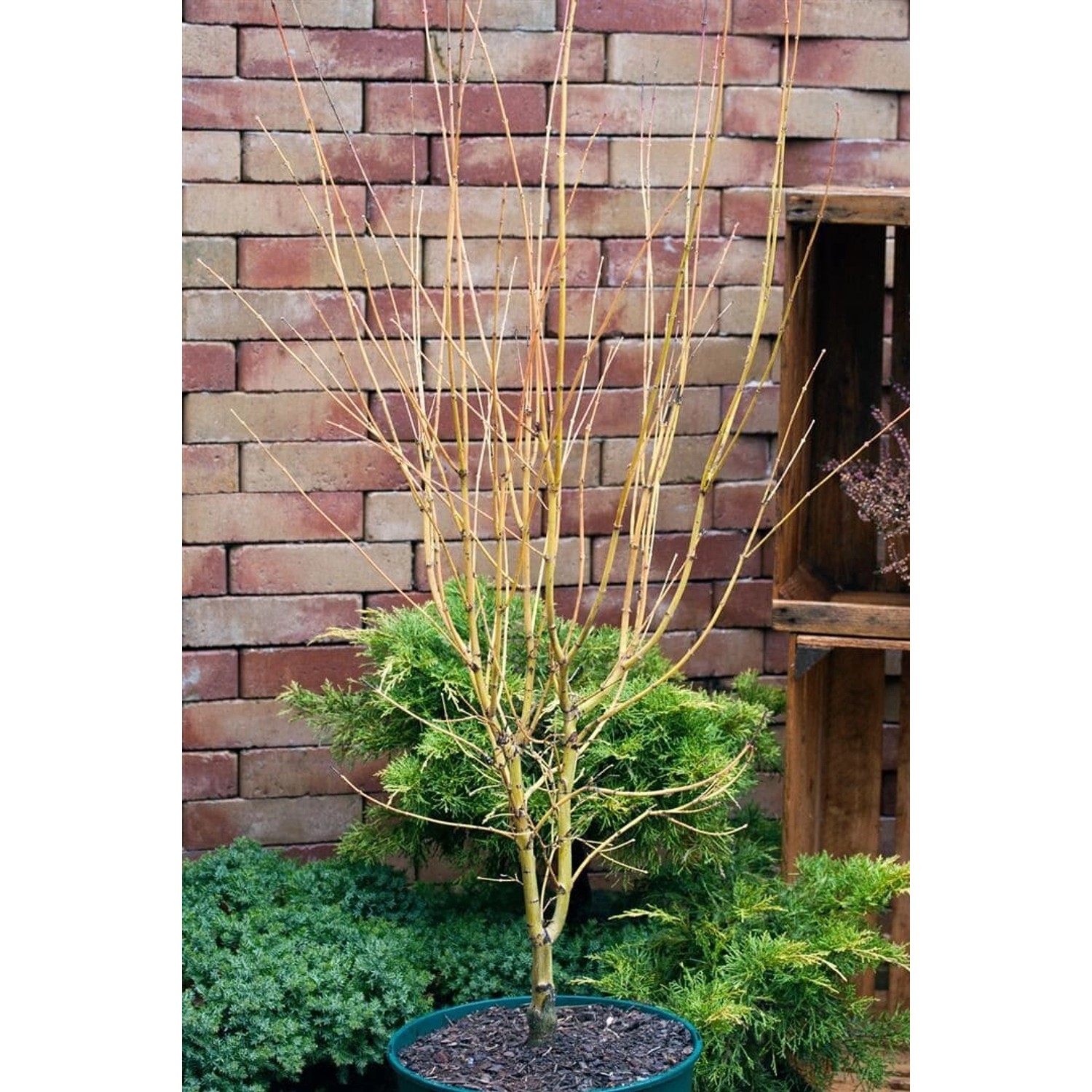 Acer Palmatum Going Green Japanischer Ahorn Grün 60–80 cm günstig online kaufen