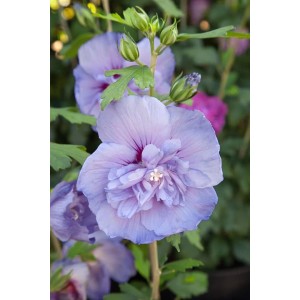 Nahaufnahme des blau blühenden Garten-Eibischs 'Blue Chiffon', 60-80 cm hoch.