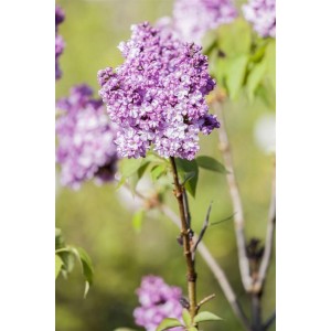 Flieder 'Prince Wolkonsky' mit violetten Blütenständen, Nahaufnahme.