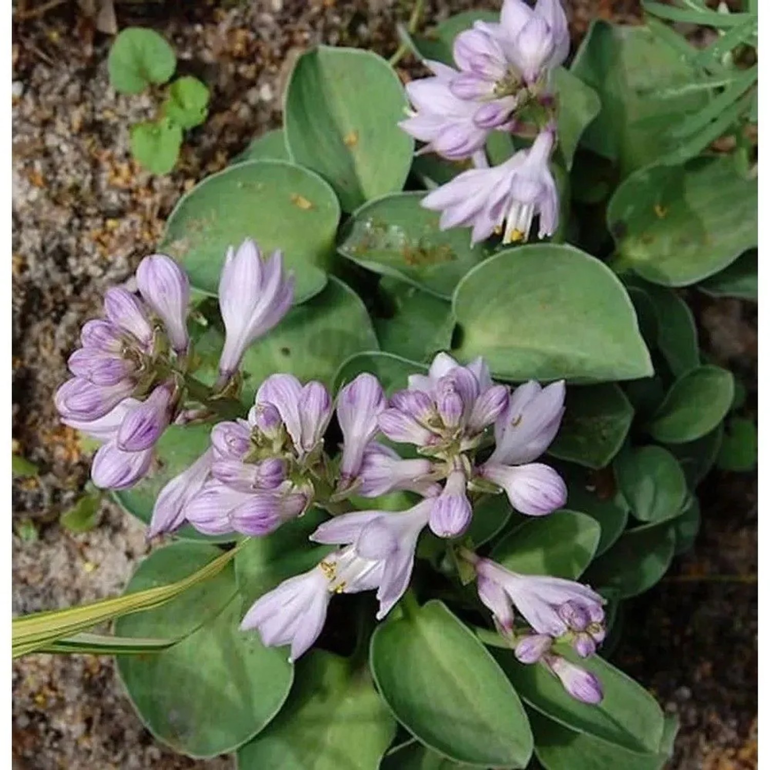 Blaugrüne Funkie Blue Mouse Ears - Hosta tokudama