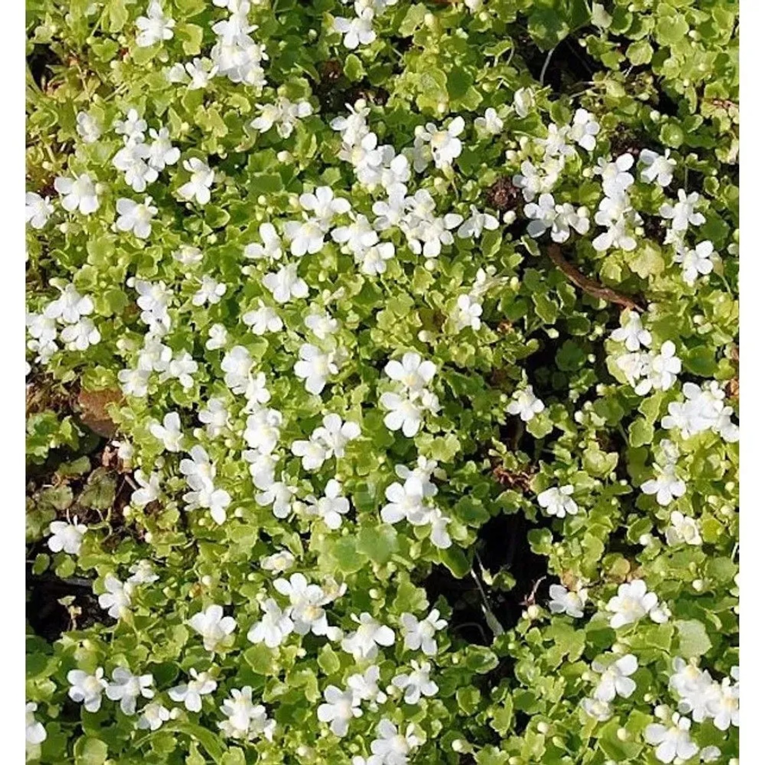 Blasses Zimbelkraut Alba - Cymbalaria pallida