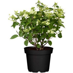 Rispenhortensie Switch im Topf, ca. 20-30 cm hoch, mit grünlich-weißen Blüten.