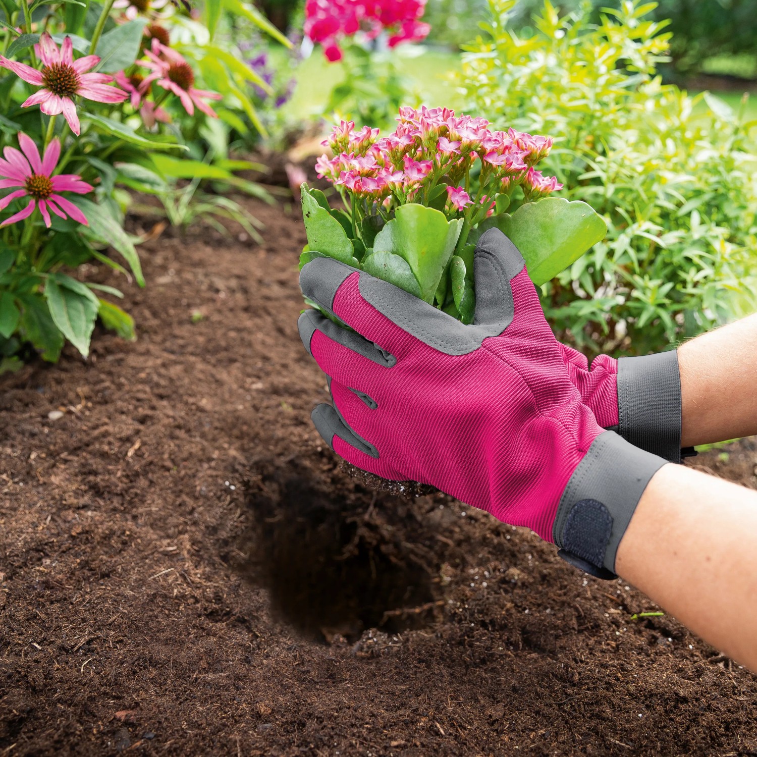 Gartenhandschuhe Pink Gr. 7 beim Einpflanzen einer Blume im Garten.