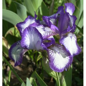 Nahaufnahme einer lila-weißen Schwertlilie 'Frühlingskleid' im Garten.