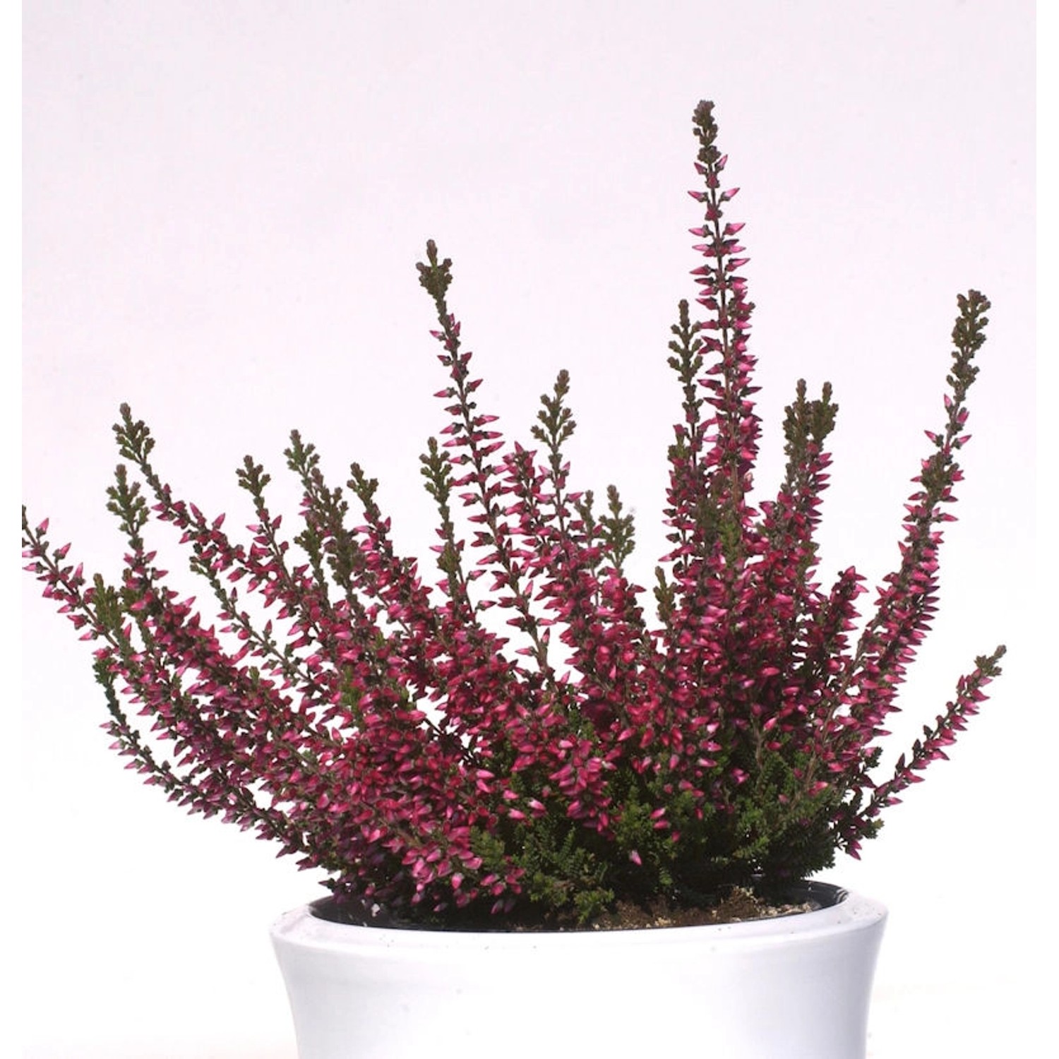 10x Knospenheide Gardengirls Aphrodite - Calluna vulgaris günstig online kaufen