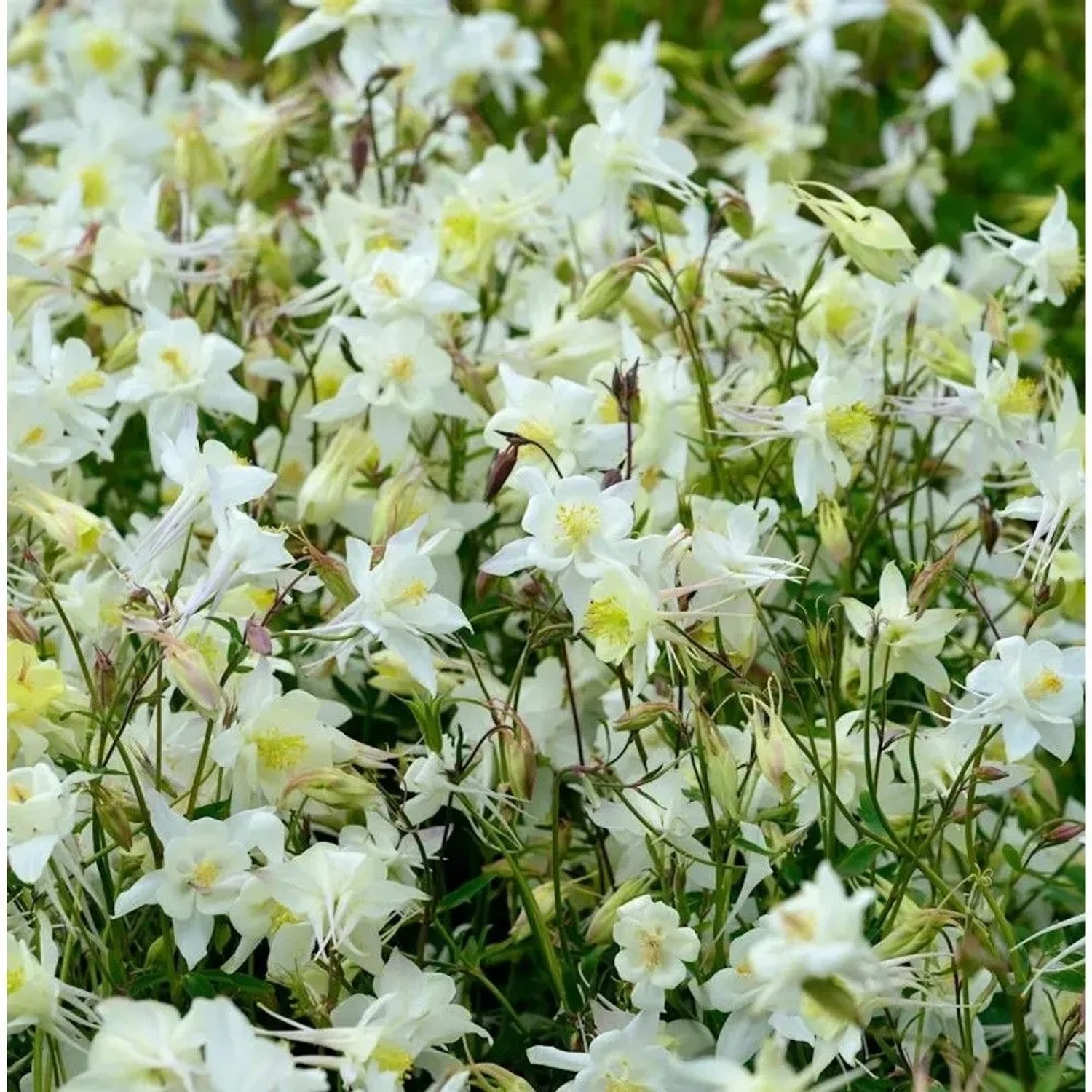 Garten-Akelei Winky White - Aquilegia vularis