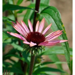 Nahaufnahme einer rosa blühenden Echinacea purpurea 'Augustkönigin' Staude.