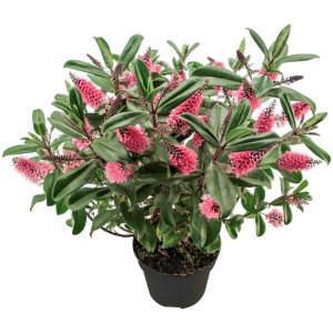 Strauchveronika Hebe Queen Kiwi im Topf, rosa Blüten und grüne Blätter.