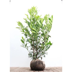 Kirschlorbeer 'Caucasica', 150-175 cm, für Hecken und Sichtschutz im Garten.