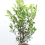 Kirschlorbeer 'Caucasica', 150-175 cm, für Hecken und Sichtschutz im Garten.