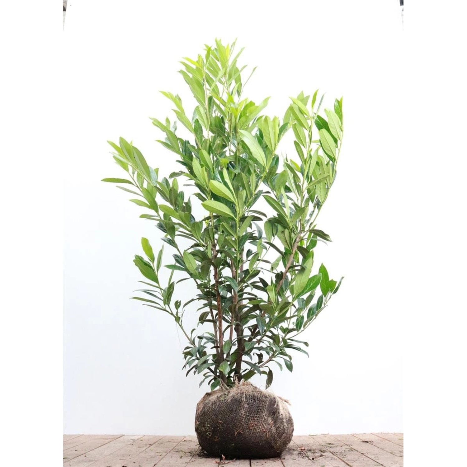 Prunus laurocerasus 'Caucasica' 150-175 cm günstig online kaufen