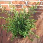 Japanische Stechpalme 'Tandai' (Ilex crenata), 15-20 cm, im Topf. Immergrüner Strauch für Hecken und Formschnitt.