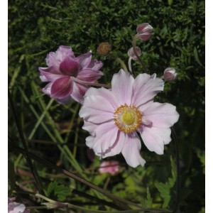 Rosa blühende Albadura Anemone 'Septemberglanz' im Gartenbeet.