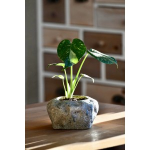 Fensterblatt Thai Constellation im Topf, grüne Zimmerpflanze mit weißer Musterung.