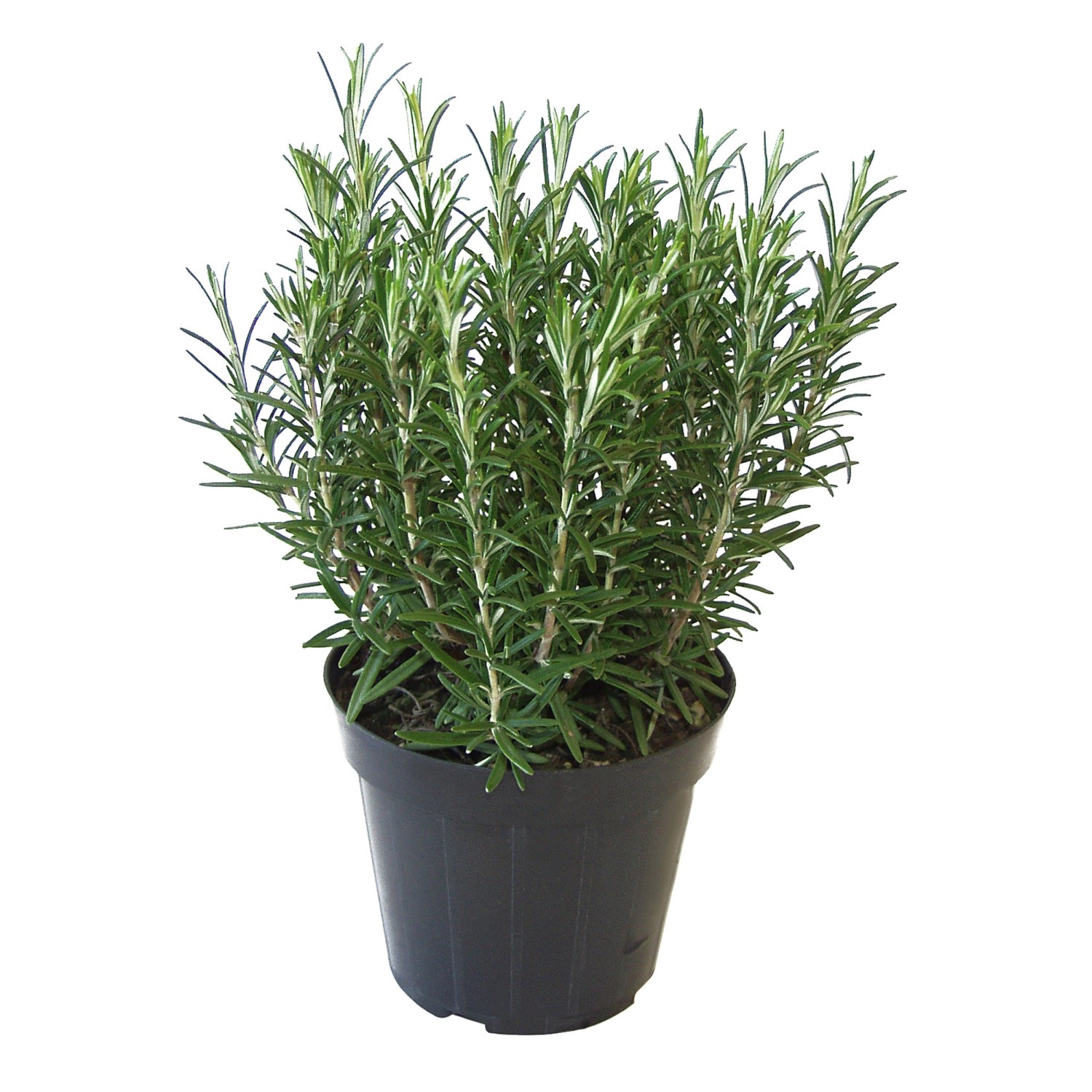 Frischer Rosmarin im Topf (Ø 14cm) von GROW by OBI. Italienische Kräutermischung für Küche und Garten.