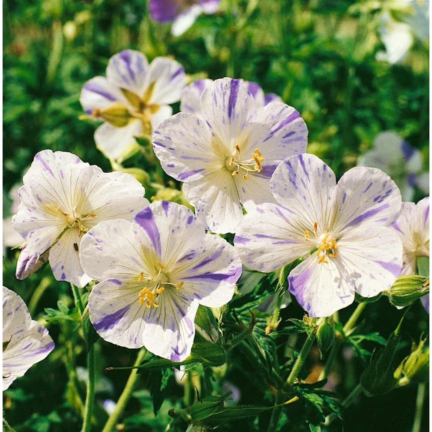 Geranium Pratense Splish Splash Wiesen Storchschnabel Gen Ca 9x9 cm Topf günstig online kaufen