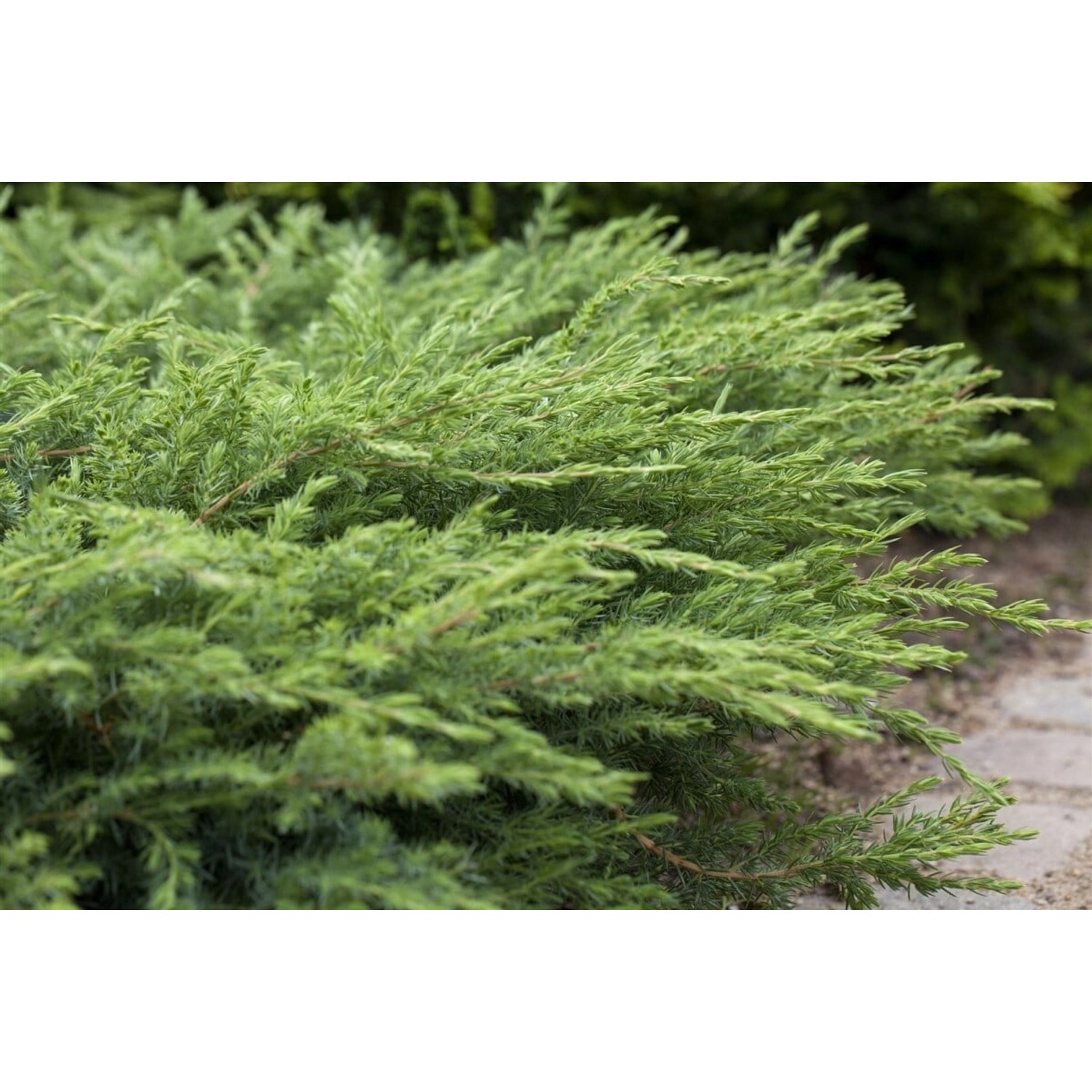 Juniperus Conferta Slager Japanischer Kriechwacholder 20–30 cm günstig online kaufen