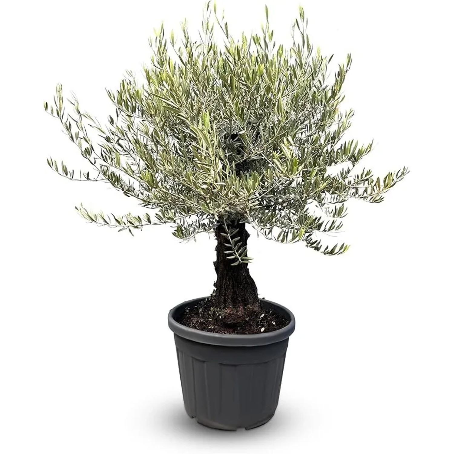 Sunny-Tree Olivenbaum Olea Europaea Picual Mini Pata 170 cm inkl. Topf  Mediterraner Topfbaum für Balkon & Garten