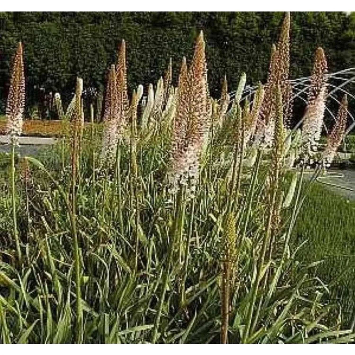 Steppenkerze Ruiters - Eremurus isabellinus