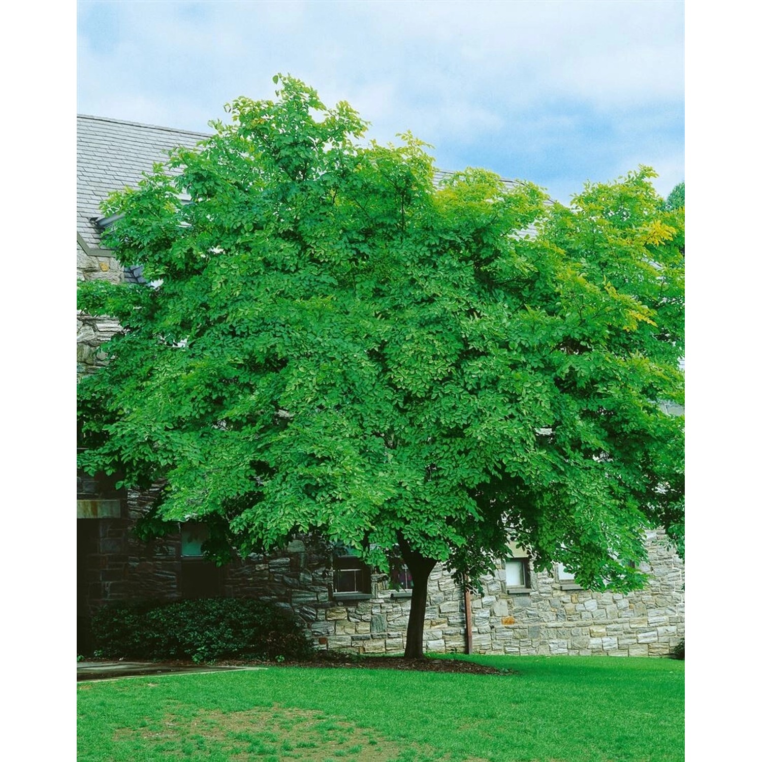 Cladrastis Lutea Gelbholz 150–175 cm günstig online kaufen