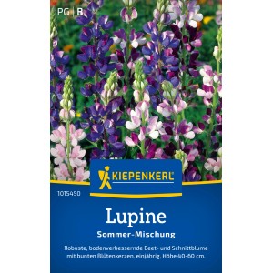 Kiepenkerl Lupine Sommer Mischung, mehrfarbige Blütenstände im Detail.